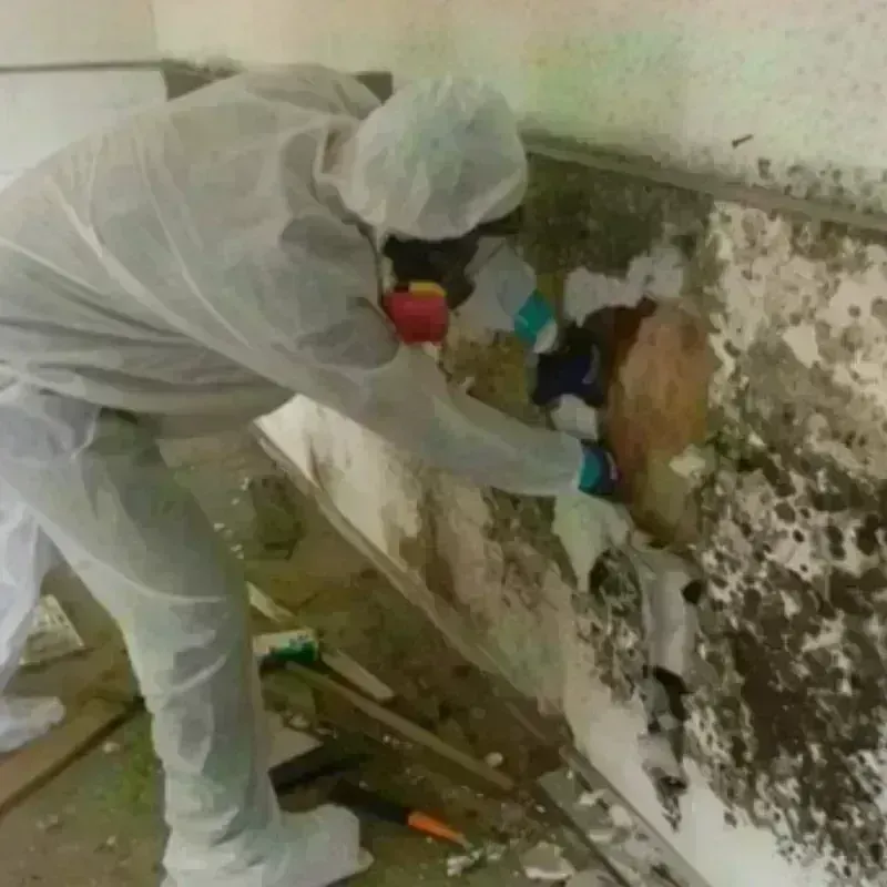 Mold Remediation and Removal in Lansford, PA